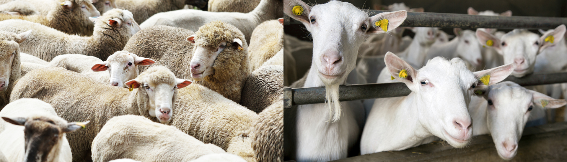 Sheep & Goats